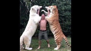 Тарзан кормит тигров