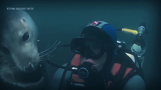 В Северном море тюлень поймал дайвера в ловушку