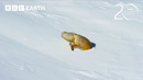Red Fox’s Impressive Snow Dive To Hunt Prey | 20 Years of Planet Earth II | BBC Earth