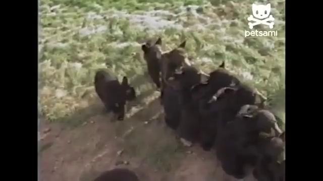 Медвежата играют в паровозик =)