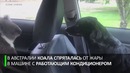 Наглость спасёт от жары: коала попыталась захватить машину австралийца