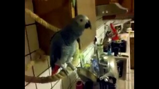 Ругающийся попугай