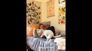 Мятежные животные || Смешное видео с реакцией собак и кошек #26