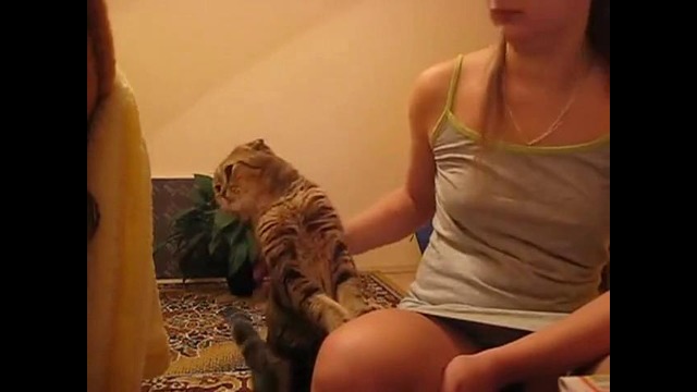 Котэ требует ласки