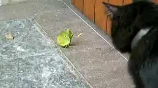 Кот против богомола