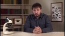 Биология, Зология – Ленточные черви