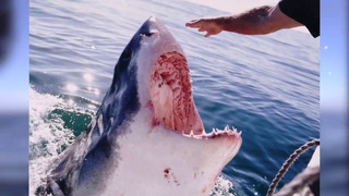 Мужчина освободил из сетей огромную акулу, даже не подозревая, чем обернётся для него это спасение