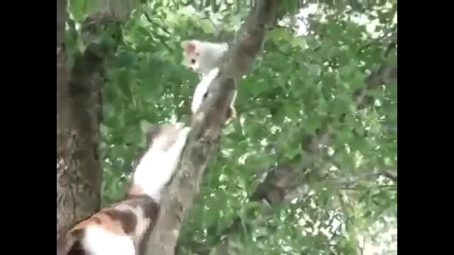 Кошка снимает котенка с дерева