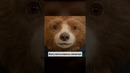 Приключения Паддингтона 3 в кинотеатрах с 28 ноября. #паддингтон #кино #paddington3