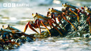 Unbelievable Moments From Nature – Narrated by David Attenborough | BBC Earth