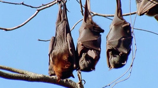 Bats Come Up With An Ingenious Film Idea | Walk On The Wild Side | BBC Earth
