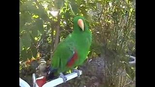 Забавный попугай – говорящий и свистящий лорикет