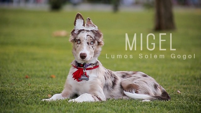 Мигель – трюки столичного щенка
