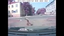 Собака-предсказака