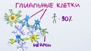 Научпок – Правда ли, что наш мозг работает на 10