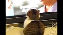 Inception Animals