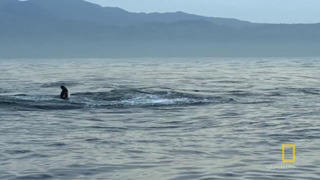 Fur Seals vs. Great White Sharks | Hostile Planet