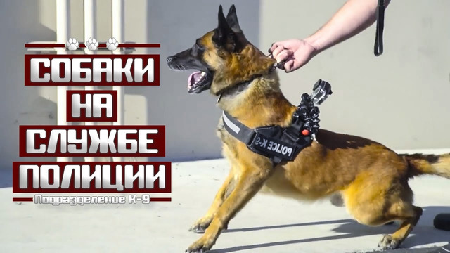 Подразделение К-9 / Собаки на службе полиции США