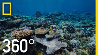 Grandpa’s Reef – 360 | National Geographic