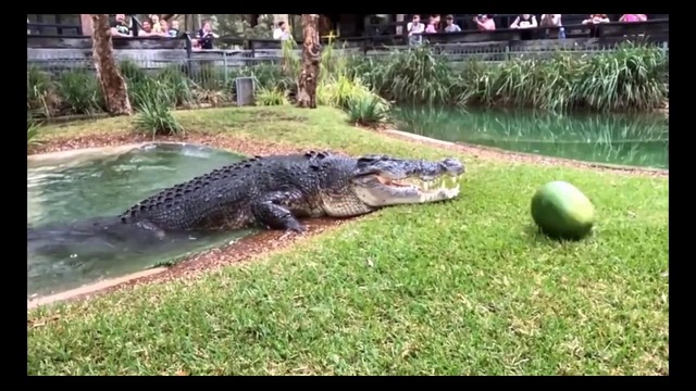 Смертельная мощь — крокодил в Австралии расправился с арбузом