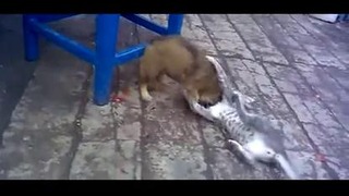 Борьба щенка и кошки