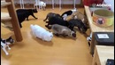 Как пугаются коты