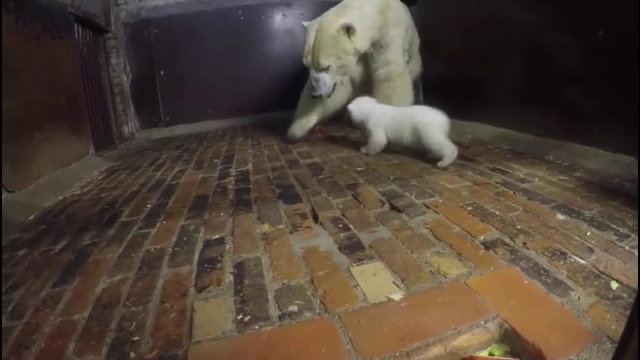 Берлин. Медведица приучает медвежонка к порядку на кухне