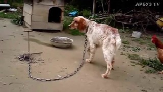 Собаку держали на цепи, а когда стала не нужной её заморили голодом