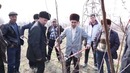Ўрикка баҳорги шакл бериш амалиёти