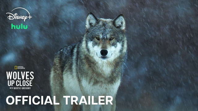 Wolves Up Close With Bertie Gregory | Official Trailer | National Geographic
