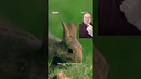 From 24 to 200 million – this is how rabbits took over Australia #Rabbits #Australia #WildFiles