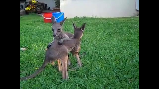 Забавный бой двух кенгурят
