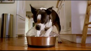 Реклама ТЦ «Таргет» – Собачья миска