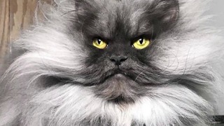 Злюка Джуно — вот почему весь мир говорит об этом гималайском коте