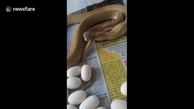 Кобра, откладывающая яйца, атаковала любознательного индийца