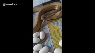Кобра, откладывающая яйца, атаковала любознательного индийца