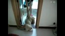 Dog Plays Dead to Avoid taking a bath