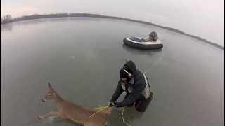 Отец и сын спасли оленей посреди замерзшего озера