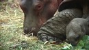 Эта собака-спасатель страдала от депрессии, пока не нашла необычного друга