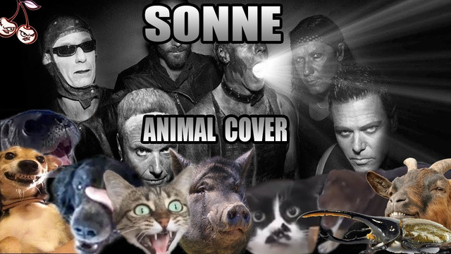Rammstein – Sonne (Animal Cover)