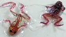 5 существ, созданных сумасшедшими учеными