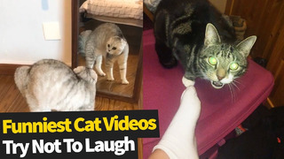 Подборка с безумными смешными котами и кошками