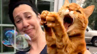 Cats Are Jerks But Are Still Cute | Funny Pet Videos