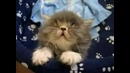 Котики которые ЗАХВАТИЛИ Интернет