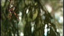 10 самых невероятных пауков