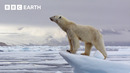 A Winter Wildlife Wonderland | BBC Earth