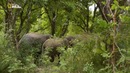 Nat Geo Wild: Остров муссонов. Слоненок Лока