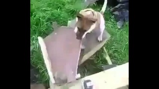Собака, у которой хозяин – инженер
