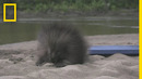 Porcupine Proofing a Cabin | Life Below Zero