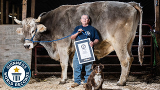 Tallest Steer – Guinness World Records